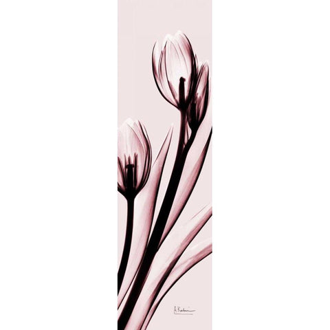 Tulip on Pink White Modern Wood Framed Art Print by Koetsier, Albert