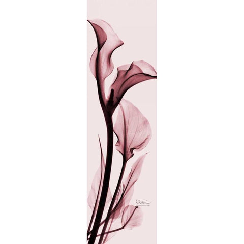 Calla Lily on Pink Black Modern Wood Framed Art Print with Double Matting by Koetsier, Albert