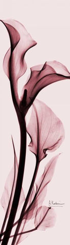 Calla Lily on Pink Black Ornate Wood Framed Art Print with Double Matting by Koetsier, Albert