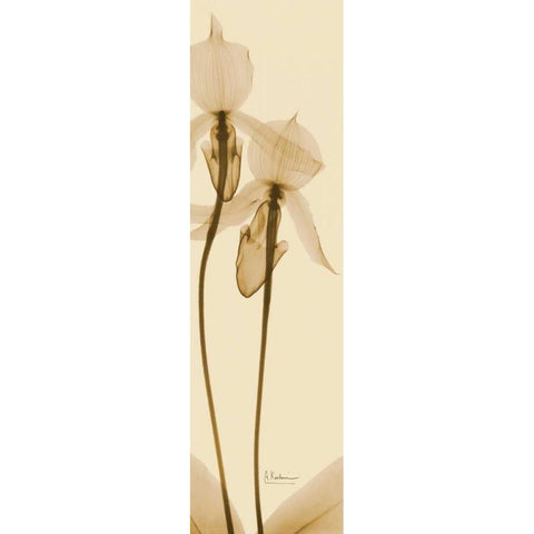 Orchid Brown on Beige 2 Black Modern Wood Framed Art Print with Double Matting by Koetsier, Albert