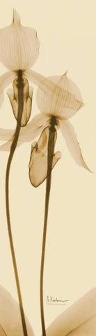 Orchid Brown on Beige 2 White Modern Wood Framed Art Print with Double Matting by Koetsier, Albert