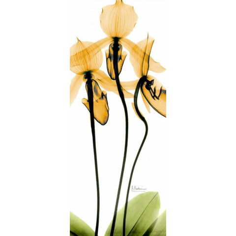 Orchid in Color White Modern Wood Framed Art Print by Koetsier, Albert