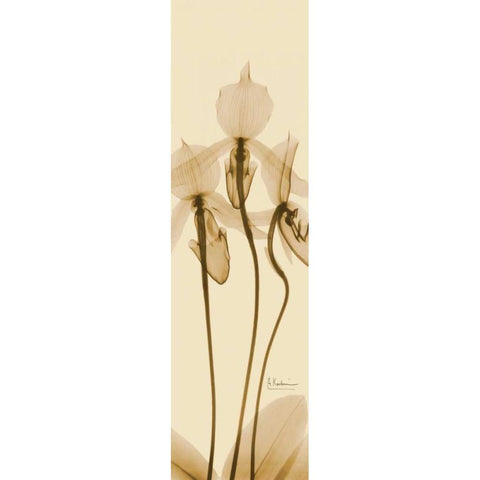 Orchid Brown on Beige White Modern Wood Framed Art Print by Koetsier, Albert