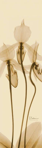 Orchid Brown on Beige Black Ornate Wood Framed Art Print with Double Matting by Koetsier, Albert