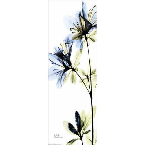 Blue Azalea Black Modern Wood Framed Art Print with Double Matting by Koetsier, Albert