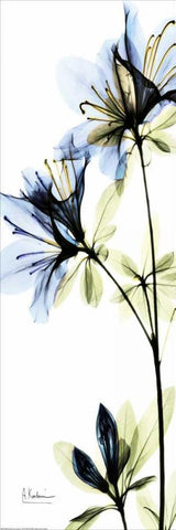 Blue Azalea White Modern Wood Framed Art Print with Double Matting by Koetsier, Albert