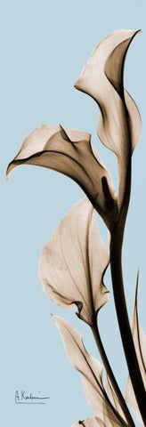 Calla Lily Black Ornate Wood Framed Art Print with Double Matting by Koetsier, Albert