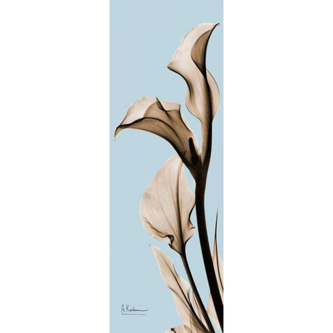 Calla Lily Black Modern Wood Framed Art Print by Koetsier, Albert