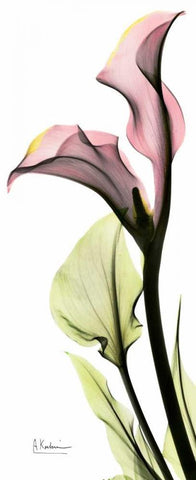 Calla Lily in Color Black Ornate Wood Framed Art Print with Double Matting by Koetsier, Albert