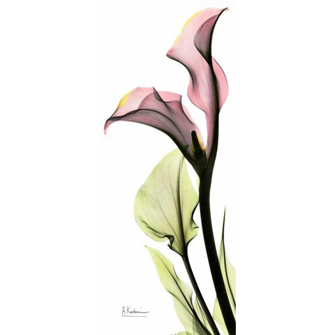 Calla Lily in Color Gold Ornate Wood Framed Art Print with Double Matting by Koetsier, Albert