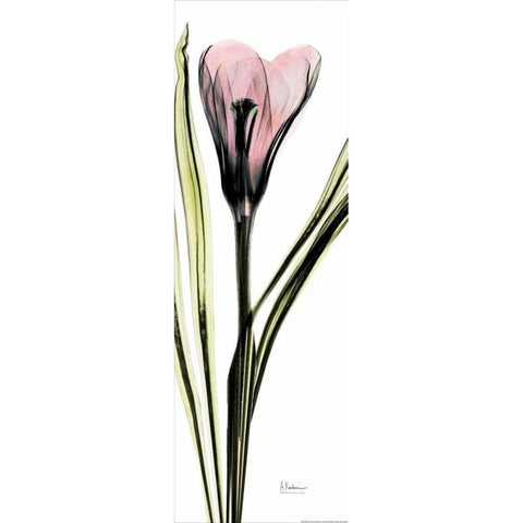 Crocus in Color Black Modern Wood Framed Art Print with Double Matting by Koetsier, Albert