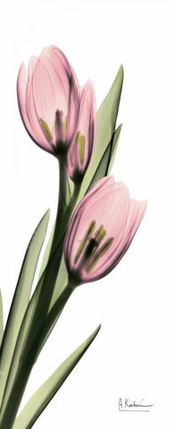 Tulips in Pink Black Ornate Wood Framed Art Print with Double Matting by Koetsier, Albert