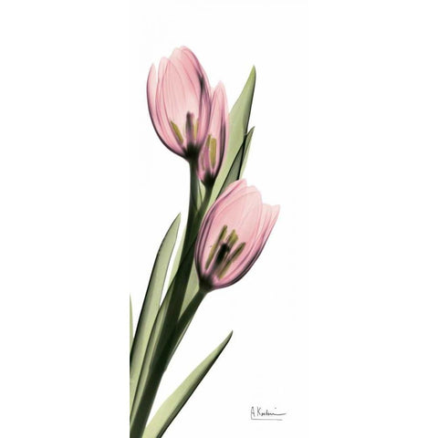 Tulips in Pink Black Modern Wood Framed Art Print with Double Matting by Koetsier, Albert