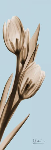 Tulip Black Ornate Wood Framed Art Print with Double Matting by Koetsier, Albert