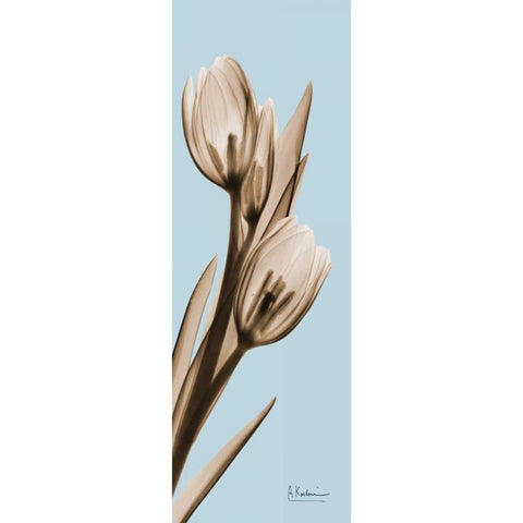 Tulip Black Modern Wood Framed Art Print with Double Matting by Koetsier, Albert