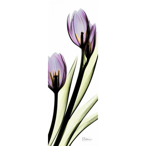 Tulip in Purple Gold Ornate Wood Framed Art Print with Double Matting by Koetsier, Albert