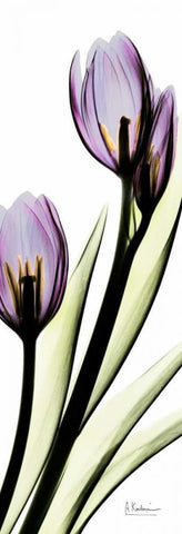 Tulip in Purple Black Ornate Wood Framed Art Print with Double Matting by Koetsier, Albert