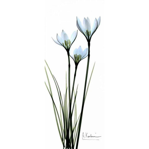 White Lilies in Blue Black Modern Wood Framed Art Print with Double Matting by Koetsier, Albert