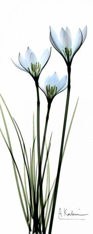 White Lilies in Blue White Modern Wood Framed Art Print with Double Matting by Koetsier, Albert