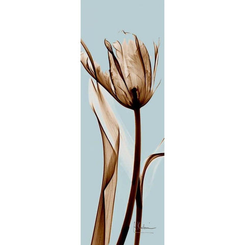 Tulip Brown on Blue Gold Ornate Wood Framed Art Print with Double Matting by Koetsier, Albert