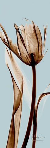 Tulip Brown on Blue White Modern Wood Framed Art Print with Double Matting by Koetsier, Albert