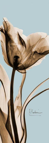 Tulip Brown on Blue 2 White Modern Wood Framed Art Print with Double Matting by Koetsier, Albert