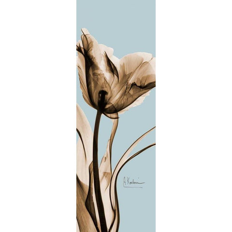 Tulip Brown on Blue 2 White Modern Wood Framed Art Print by Koetsier, Albert