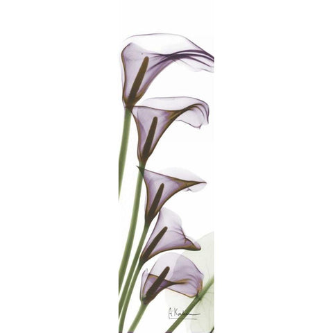 Calla Lilies in Purple Black Modern Wood Framed Art Print with Double Matting by Koetsier, Albert