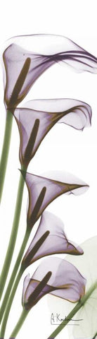 Calla Lilies in Purple Black Ornate Wood Framed Art Print with Double Matting by Koetsier, Albert