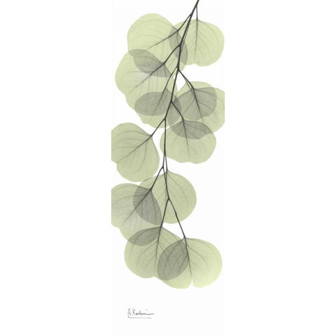 Eucalyptus in Green 3 White Modern Wood Framed Art Print by Koetsier, Albert