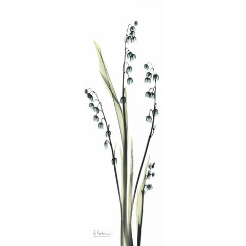 Lily of the Valley in Blue Black Modern Wood Framed Art Print with Double Matting by Koetsier, Albert