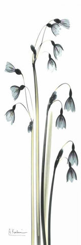 Snow Drop Galanthus Black Ornate Wood Framed Art Print with Double Matting by Koetsier, Albert