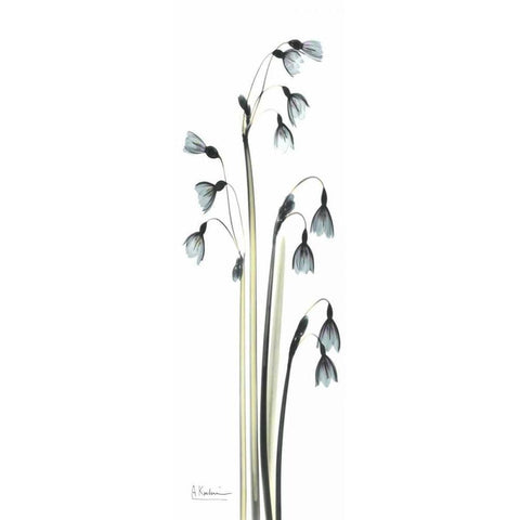 Snow Drop Galanthus White Modern Wood Framed Art Print by Koetsier, Albert