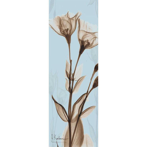 Flower 1 Black Modern Wood Framed Art Print with Double Matting by Koetsier, Albert