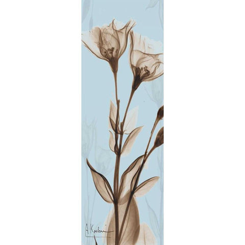 Flower 1 White Modern Wood Framed Art Print by Koetsier, Albert