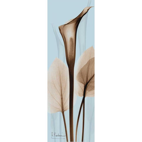 Flower 2 Black Modern Wood Framed Art Print with Double Matting by Koetsier, Albert