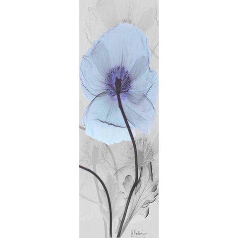 Iceland Poppy White Modern Wood Framed Art Print by Koetsier, Albert