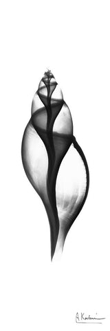 Tulip Shell White Modern Wood Framed Art Print with Double Matting by Koetsier, Albert