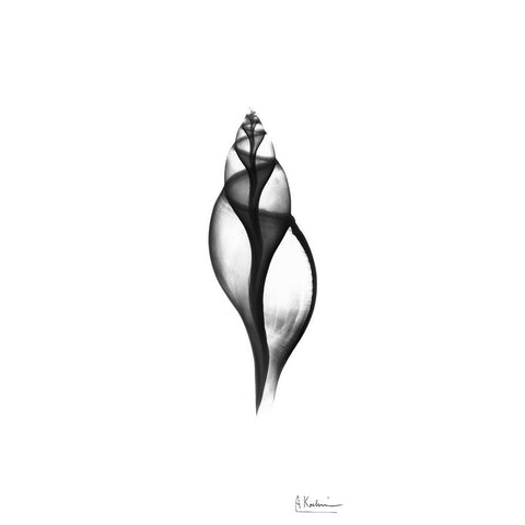 Tulip Shell Black Modern Wood Framed Art Print by Koetsier, Albert