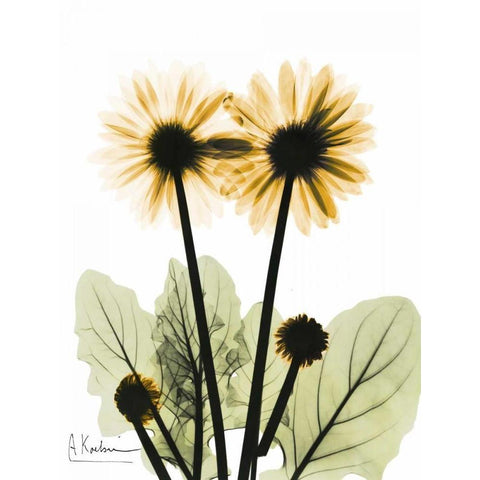 Gerbera in Color 2 Black Modern Wood Framed Art Print with Double Matting by Koetsier, Albert