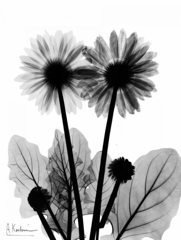 Gerbera BW White Modern Wood Framed Art Print with Double Matting by Koetsier, Albert