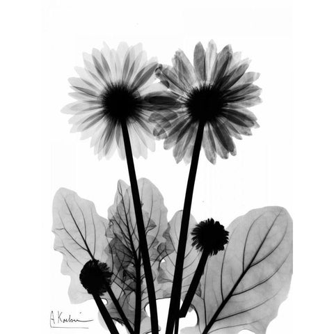 Gerbera BW Black Modern Wood Framed Art Print with Double Matting by Koetsier, Albert