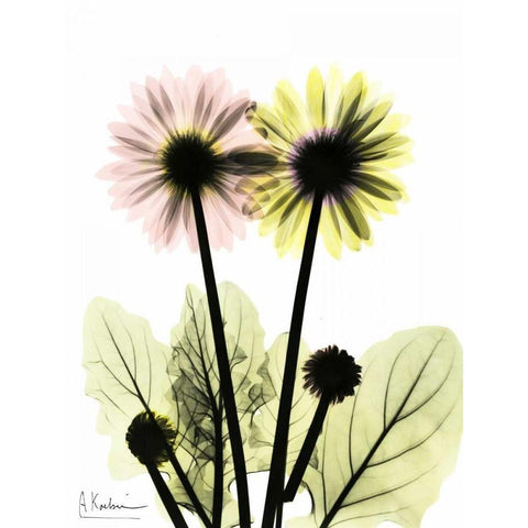 Gerbera in Color Black Modern Wood Framed Art Print with Double Matting by Koetsier, Albert