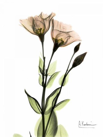 Gentian 2 White Modern Wood Framed Art Print with Double Matting by Koetsier, Albert