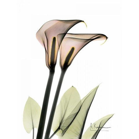 Calla Lily Pair Gold Ornate Wood Framed Art Print with Double Matting by Koetsier, Albert