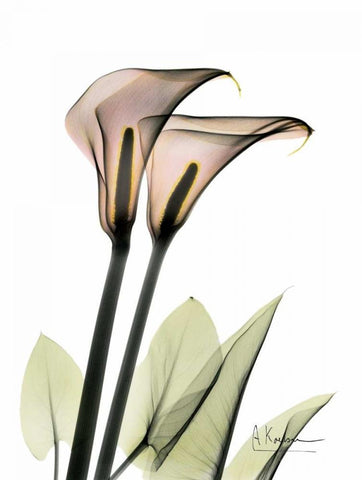 Calla Lily Pair White Modern Wood Framed Art Print with Double Matting by Koetsier, Albert