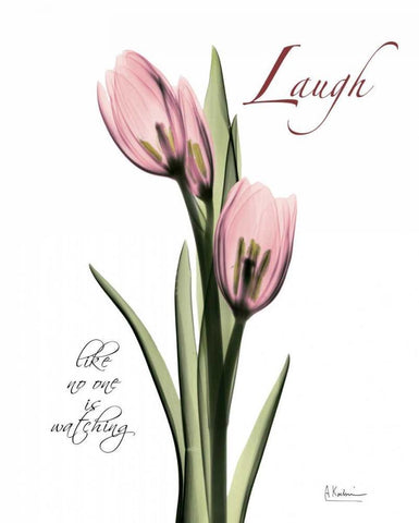 Tulip in Pink - Laugh White Modern Wood Framed Art Print with Double Matting by Koetsier, Albert