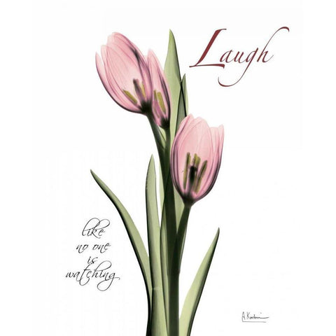 Tulip in Pink - Laugh Black Modern Wood Framed Art Print by Koetsier, Albert