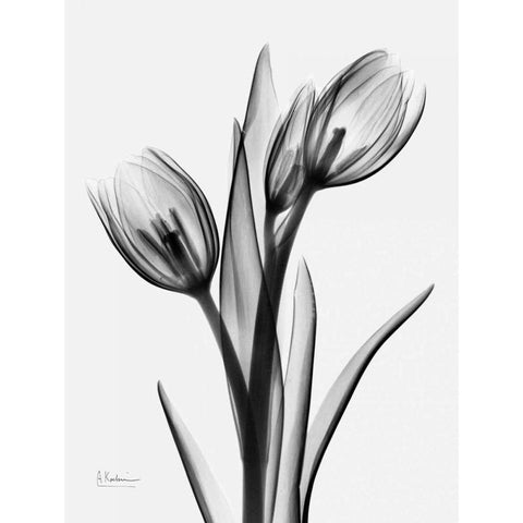 Tulips H37 Black Modern Wood Framed Art Print with Double Matting by Koetsier, Albert