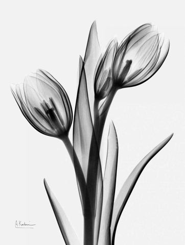 Tulips H37 White Modern Wood Framed Art Print with Double Matting by Koetsier, Albert